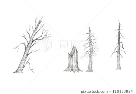 因野火等而受損的樹木 110153984