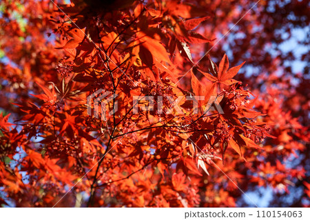 紅色的日本楓樹幼葉 紅色的日本楓樹幼葉 110154063
