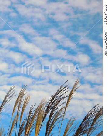 潘帕斯草、稀薄的潘帕斯草和秋天的天空 潘帕斯草、稀薄的潘帕斯草和秋天的天空 110154119