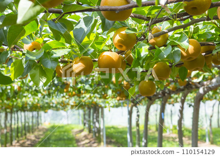 Pear fruit in the orchard Tottori red pear 110154129