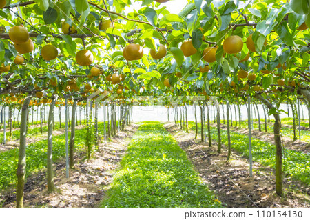 果園裡的梨果 鳥取紅梨 110154130