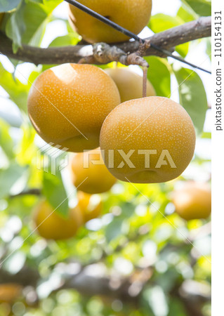 Pear fruit in the orchard Tottori red pear Pear fruit in the orchard Tottori red pear 110154131