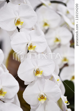白色蝴蝶蘭花 白色蝴蝶蘭花 110154200