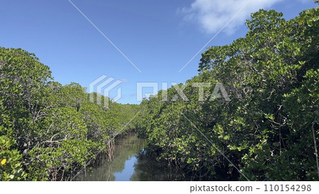 A river on Ishigaki Island where mangroves grow A river on Ishigaki Island where mangroves grow 110154298