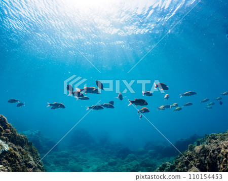 Hirizo 海灘上美麗的 Hemeji(蜜蜂科)、蝴蝶魚(科:Chaetodonidae)和其他魚群。靜岡 Hirizo 海灘上美麗的 Hemeji(蜜蜂科)、蝴蝶魚(科:Chaetodonidae)和其他魚群。靜岡 110154453