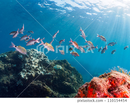 Hirizo 海灘上美麗的 Hemeji(蜜蜂科)、蝴蝶魚(科:Chaetodonidae)和其他魚群。靜岡 Hirizo 海灘上美麗的 Hemeji(蜜蜂科)、蝴蝶魚(科:Chaetodonidae)和其他魚群。靜岡 110154454