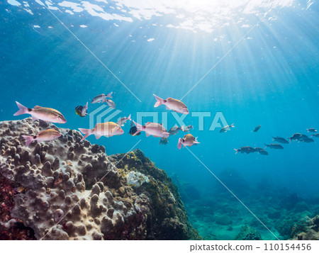 Hirizo 海灘上美麗的 Hemeji(蜜蜂科)、蝴蝶魚(科:Chaetodonidae)和其他魚群。靜岡 Hirizo 海灘上美麗的 Hemeji(蜜蜂科)、蝴蝶魚(科:Chaetodonidae)和其他魚群。靜岡 110154456