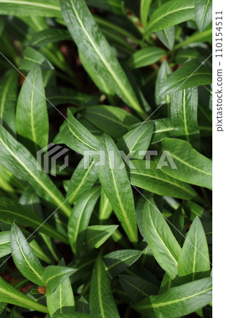 Polygonum affine leaves 110154511