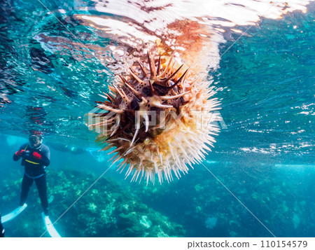 A beautiful porcupine fish (family Porcupineidae) floating on the water surface of Hirizo Beach. Crossed from Nakagi, Minamiizu Town, Kamo District, Izu Peninsula, Shizuoka Prefecture. 110154579