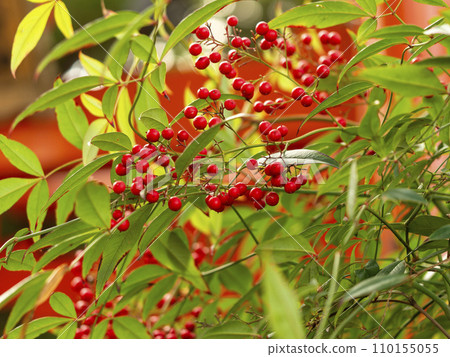 Nanten with bright red berries 110155055