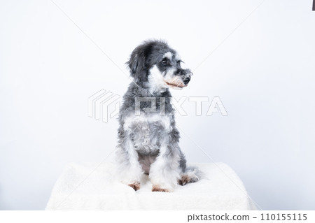 迷你雪納瑞坐著微笑 110155115