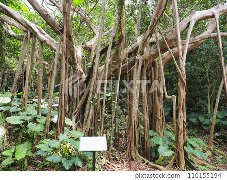 路標榕樹/山原國立公園/大石林山(沖繩縣國頭郡國頭村) 路標榕樹/山原國立公園/大石林山(沖繩縣國頭郡國頭村) 110155194