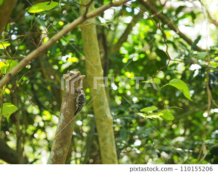 Pygmy woodpecker/Yanbaru National Park/Oishi Rinzan (Kunigami Village, Kunigami District, Okinawa Prefecture) 3 110155206