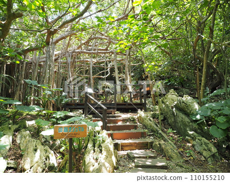 許願榕樹/山原國立公園/大石林山（沖繩縣國頭郡國頭村）6 110155210