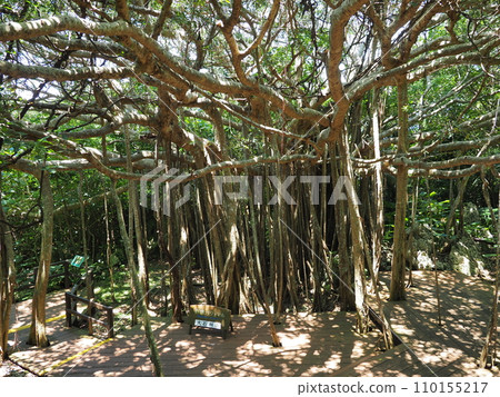 Wishing banyan tree/Yanbaru National Park/Oishi Rinzan (Kunigami Village, Kunigami District, Okinawa Prefecture) 2 Wishing banyan tree/Yanbaru National Park/Oishi Rinzan (Kunigami Village, Kunigami District, Okinawa Prefecture) 2 110155217