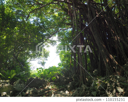榕幕(榕樹廣場)/山原國立公園/大石臨山(沖繩縣國頭郡國頭村)2 榕幕(榕樹廣場)/山原國立公園/大石臨山(沖繩縣國頭郡國頭村)2 110155231