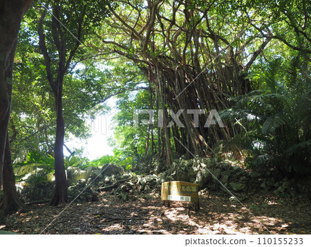 榕幕(榕樹廣場)/山原國立公園/大石林山(沖繩縣國頭郡國頭村) 榕幕(榕樹廣場)/山原國立公園/大石林山(沖繩縣國頭郡國頭村) 110155233