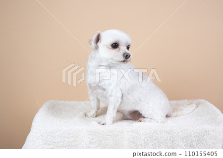 Beige background and smiling mixed breed dog turning around and smiling 110155405