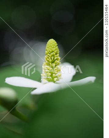 北達見花 110155464