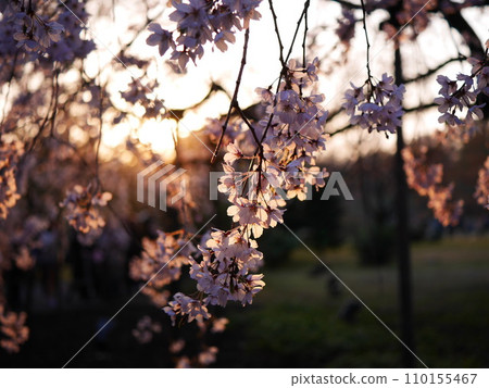 Weeping cherry tree at dusk Weeping cherry tree at dusk 110155467