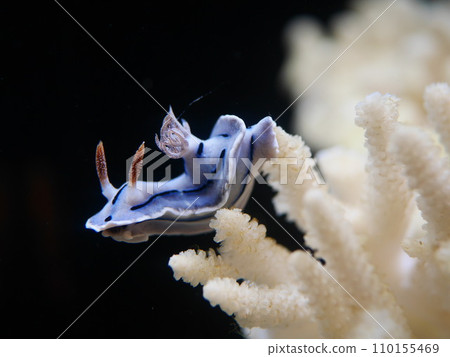 Misole Umizushi 110155469