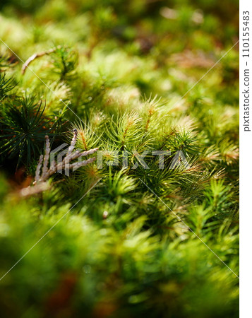 Hinokigoke 110155483