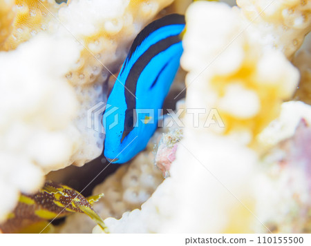 美麗的桌珊瑚和可愛的幼年 Aranus tangina（奈科科）。伊豆群島風格的東京根島丸濱。 110155500