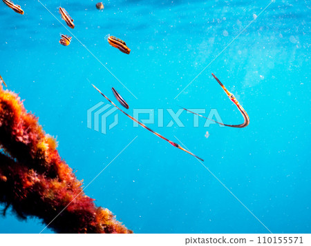 Cute young Red-tailed Tit (Noctuidae) and other fish attached to a buoy at Hirizo Beach. Crossed from Nakagi, Minamiizu Town, Kamo District, Izu Peninsula, Shizuoka Prefecture. Cute young Red-tailed Tit (Noctuidae) and other fish attached to a buoy at Hirizo Beach. Crossed from Nakagi, Minamiizu Town, Kamo District, Izu Peninsula, Shizuoka Prefecture. 110155571