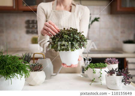 Woman holding Potted callisia house plant in white ceramic pot Woman holding Potted callisia house plant in white ceramic pot 110155649