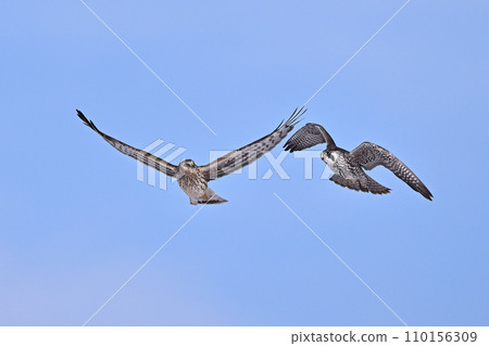 Hayabusa and Gray Chūhi ⑧ (Hokkaido) 110156309