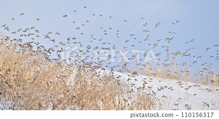 Redfinches ⑰ (Hokkaido) 110156317