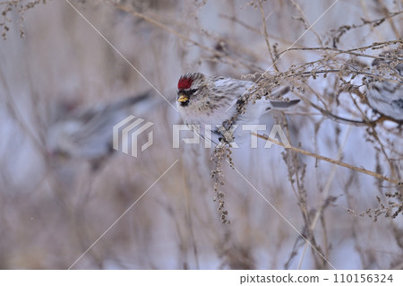 Redfinch㉔(Hokkaido) 110156324