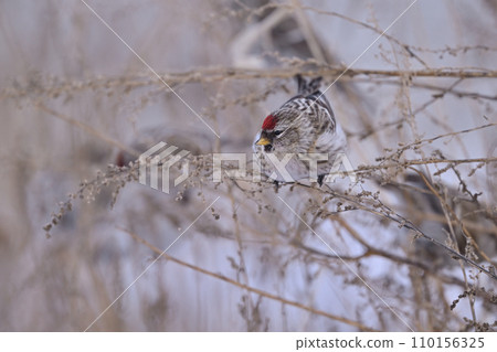 Redfinch㉕ (Hokkaido) 110156325