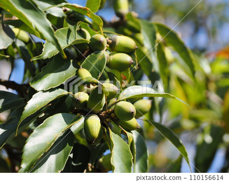 橡子生活在樹上 110156614