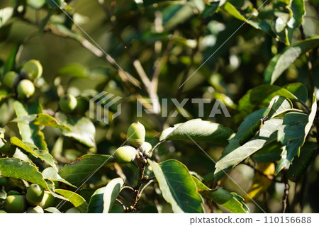 Acorn living in trees 110156688