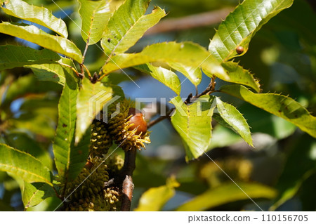 Acorn living in trees Acorn living in trees 110156705