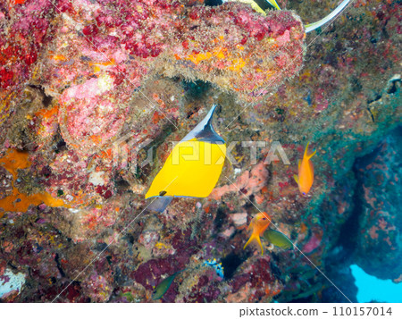 Hirizo 海灘的大型軟珊瑚、美麗的紅魚（Chaetodonidae）、沼澤魚（Crunchydae）等。 110157014