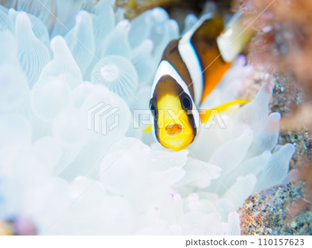 Hirizo 海灘美麗的海葵田裡有一隻可愛的小小丑魚(Damelidae),還有一隻頭伸出嘴裡的海葵( Hirizo 海灘美麗的海葵田裡有一隻可愛的小小丑魚(Damelidae),還有一隻頭伸出嘴裡的海葵( 110157623