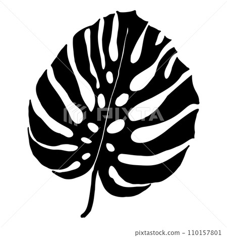 Monstera tropical leaves, greenery design element Monstera leaves, jungle plant. Silhouette of monstera leaf for logo or card ,scrapbook design. Vector illustration, isolate on white background 110157801