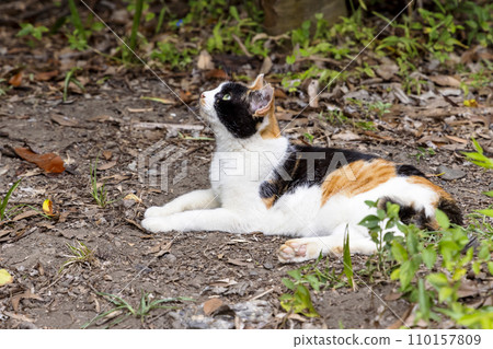 流浪貓(野貓) 流浪貓(野貓) 110157809
