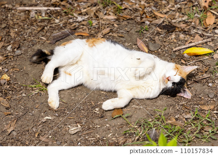 流浪貓（野貓） 110157834