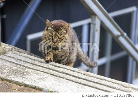 流浪貓(野貓) 流浪貓(野貓) 110157863