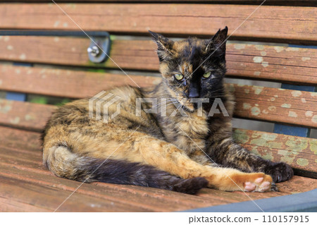 流浪貓（野貓） 110157915