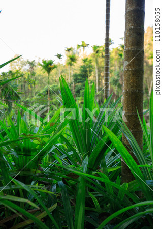 Pandan leaves grow in tropical forest Pandan leaves grow in tropical forest 110158055