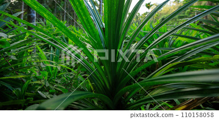 Pandan leaves grow in tropical forest Pandan leaves grow in tropical forest 110158058