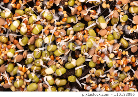 Mixed sprouts germinating on humus soil, closeup, from above. Sprouting mung beans, radish, lentils and yellow mustard, with small root hairs, often confused with mold. Macro food photo. 110158096