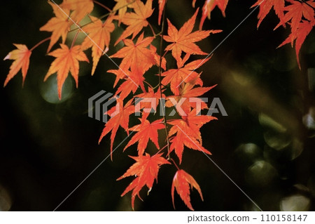 密林深處採楓5 密林深處採楓5 110158147