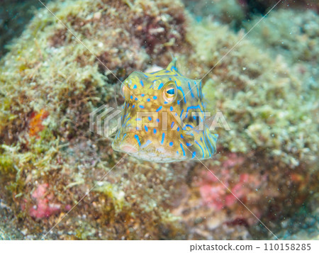 Hirizo 海灘上一隻可愛的小斑馬海魚（箱魚家族）。從靜岡縣伊豆半島加茂郡南伊豆町中木搭乘渡輪 110158285