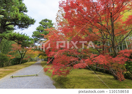 Japanese garden that shines in autumn leaves (Kyoto Katsura Imperial Villa) Japanese garden that shines in autumn leaves (Kyoto Katsura Imperial Villa) 110158658
