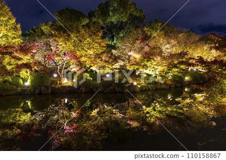 Autumn leaves season night illumination (Kyoto Toji Temple) 110158867